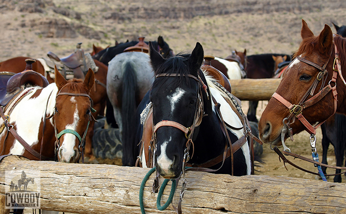 3 horses we have used while Horseback Riding in Las Vegas at Cowboy Trail Rides in Red Rock Canyon